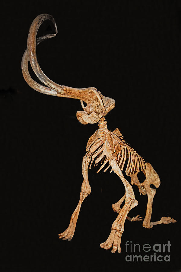 Mammoth Skeleton Photograph by Millard Sharp