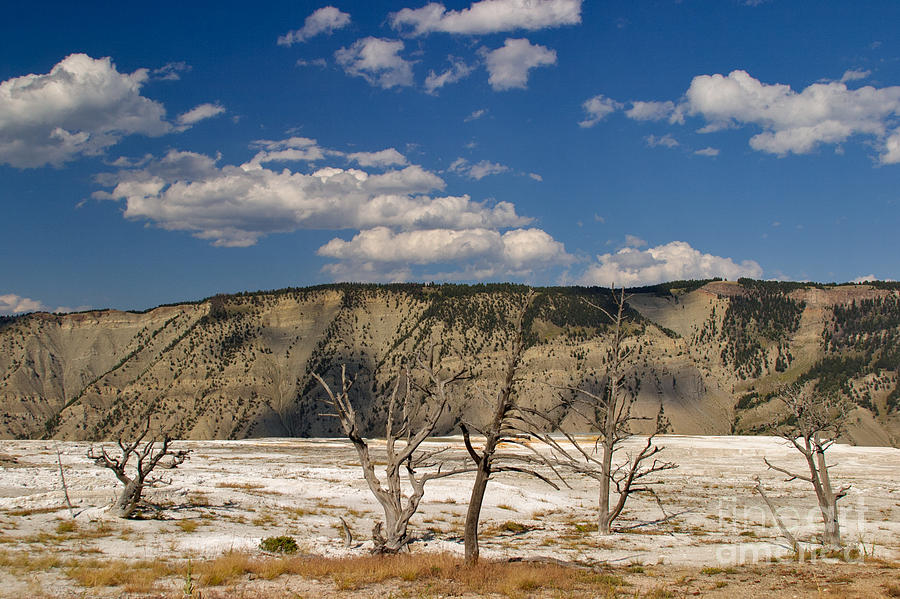 Yellowstone National Park Photograph - Mammoth Springs Sentinels by Charles Kozierok