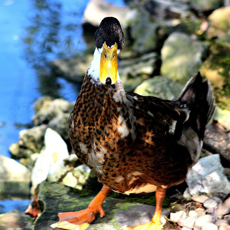 Duck Photograph - Man About Town by Jenny Revitz Soper