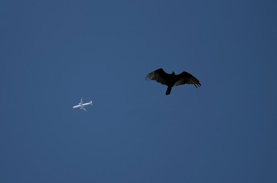 Man and Bird Photograph by Shoeless Wonder