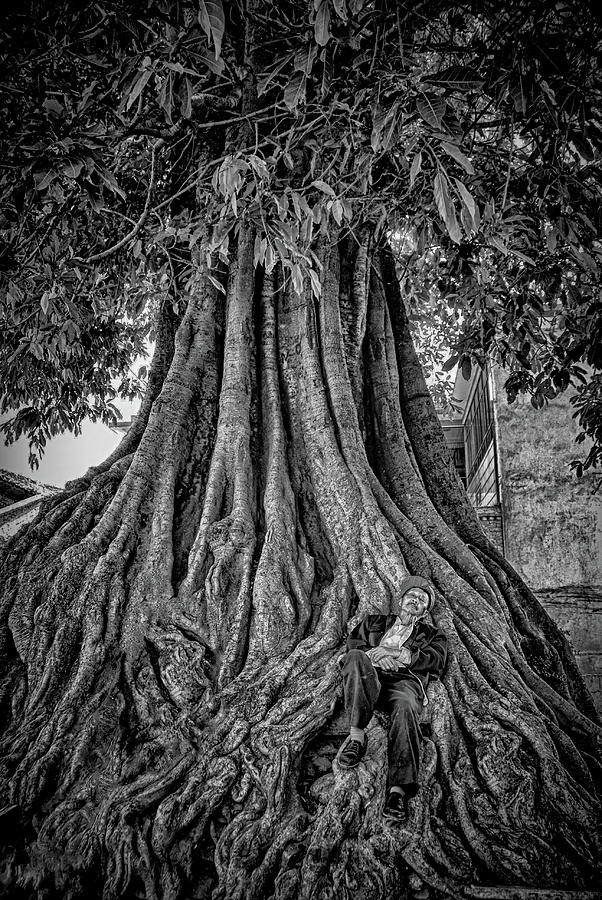 Tree Photograph - Man asleep in banyan tree by Donna Caplinger