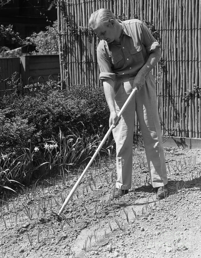 Man Gardening, C.1940s Photograph by H. Armstrong Roberts/ClassicStock