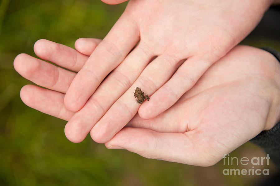  Tiny Frog