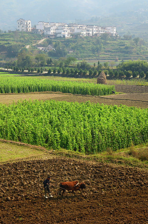 Man leveling field after plowing with ox on farmland at Yangganc