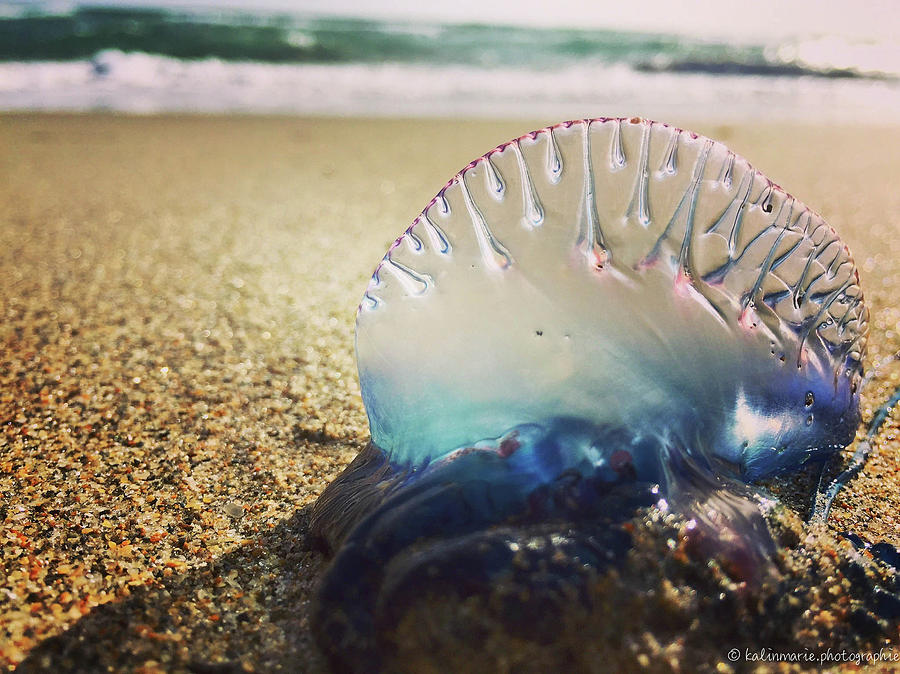 Man O War Photograph by Kalin Simione | Fine Art America