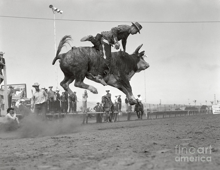 Animal Photograph - Man On Bucking Bull, C.1950s by H. Armstrong Roberts/ClassicStock