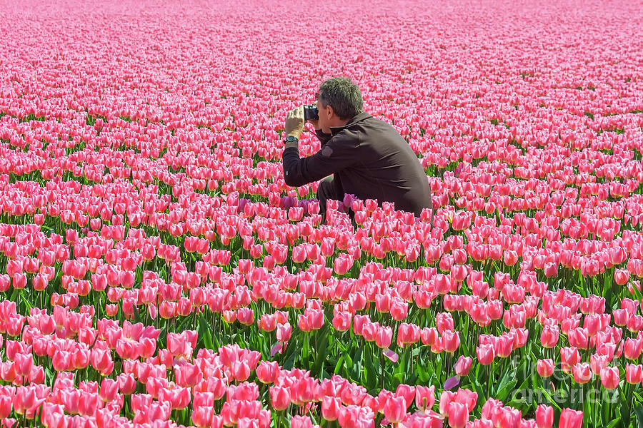 Man photographing tulips Photograph by Patricia Hofmeester