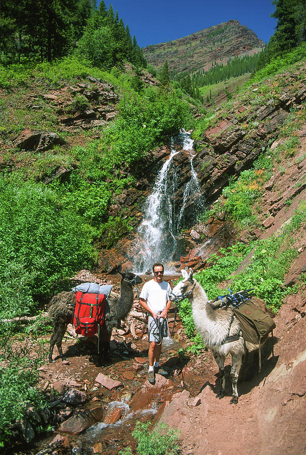 Man Posing With Two Llamas Mountain Waterfall Photograph