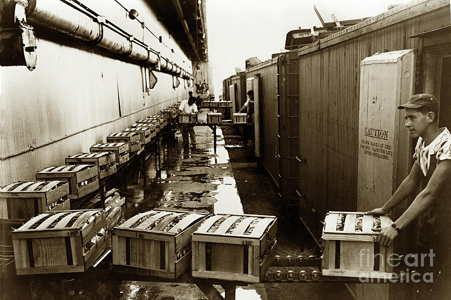 Man Photograph - Man putting boxs of Celery into rrefrigerated railroad boxcar. by Monterey County Historical Society
