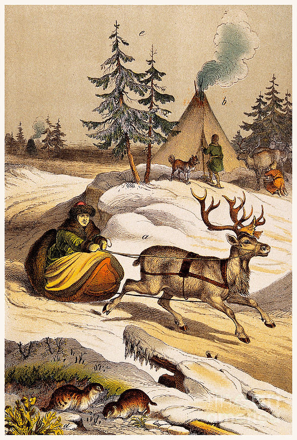 Man Riding Reindeer-drawn Sleigh Photograph by Wellcome Images