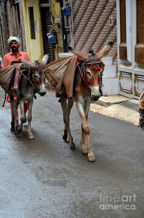 Man transports goods on mules in narrow streets Lahore Pakistan Photograph by Imran Ahmed