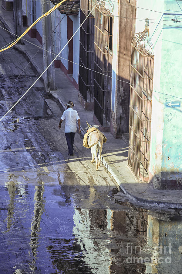 Man with donkey on street Cuba Photograph by Patricia Hofmeester