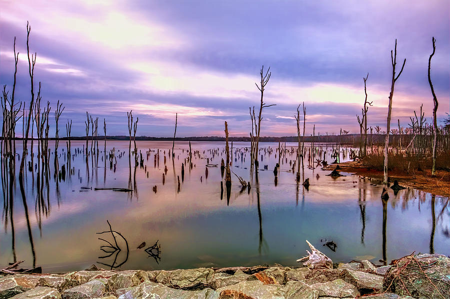 Tree Photograph - Manasquan sunrise by Geraldine Scull
