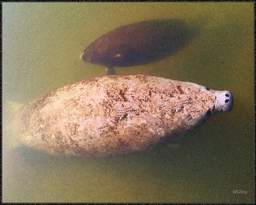 Fish Photograph - Manatee and  Baby by W Gilroy
