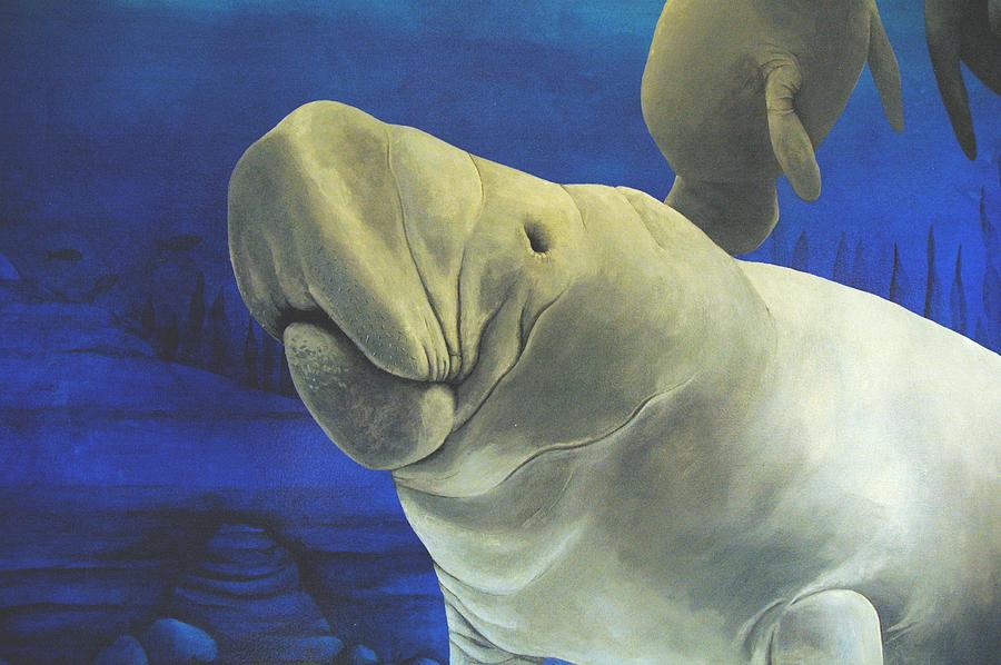 Fish Painting - Manatee by Cindy D Chinn