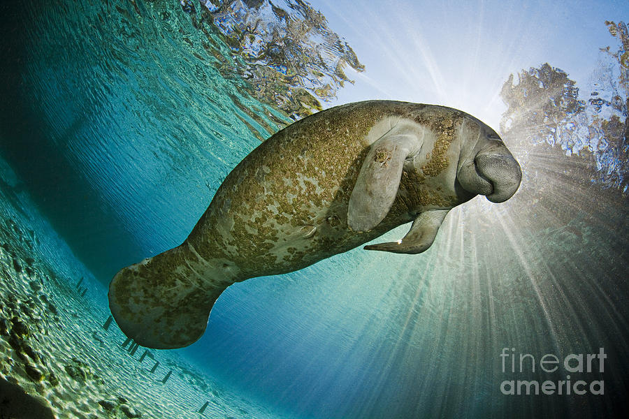 Manatee Photograph by Dave Fleetham - Printscapes