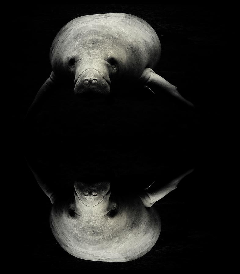Manatee Double View Photograph by Sheri McLeroy