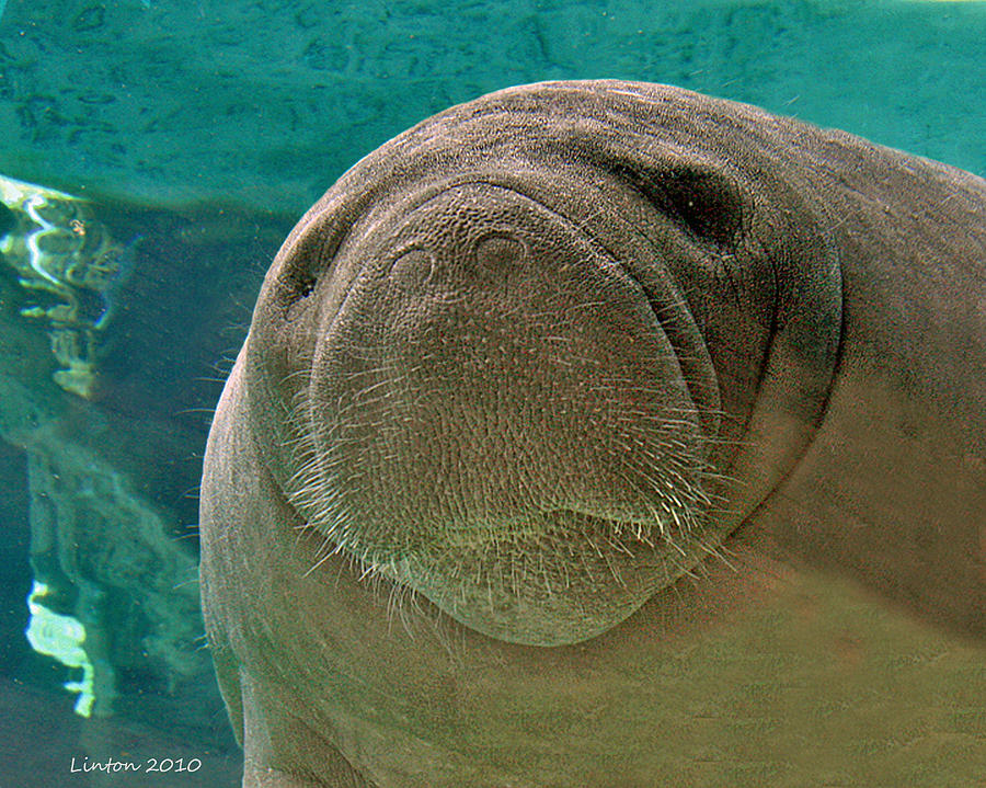 Manatee Photograph by Larry Linton