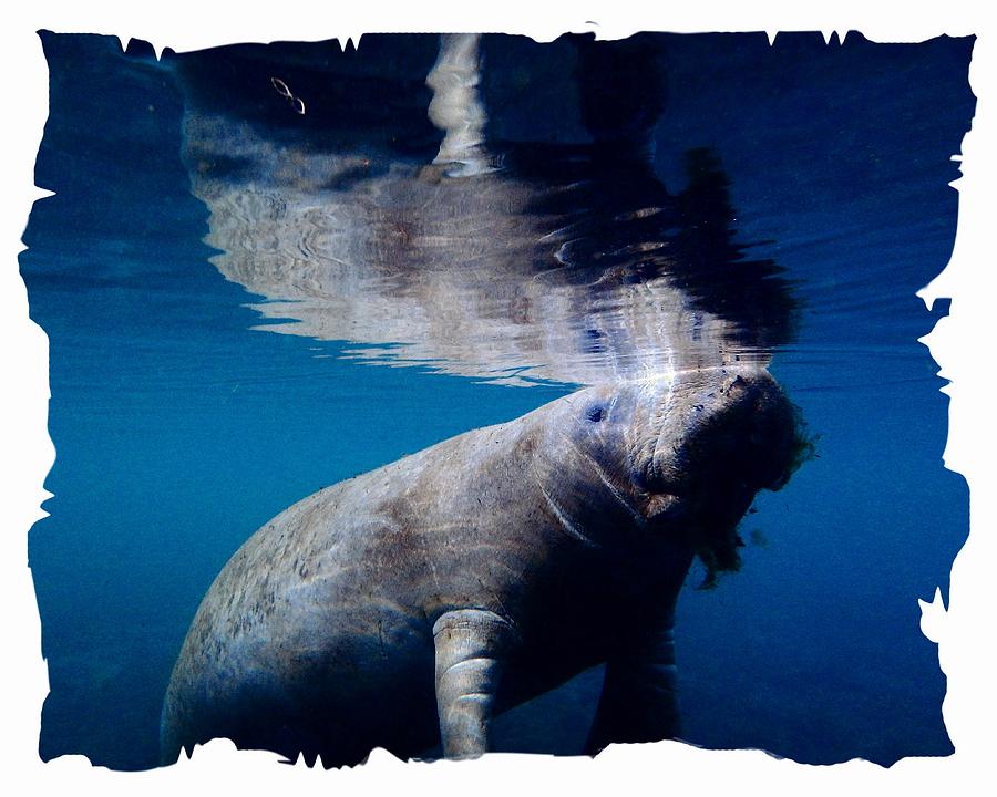 Manatee Mirror Image Photograph by Sheri McLeroy
