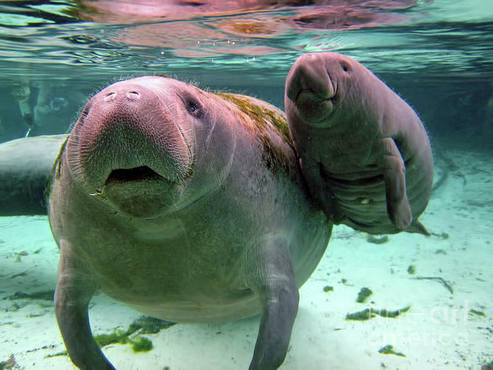 Manatee Mom And Calf Photograph by D Hackett