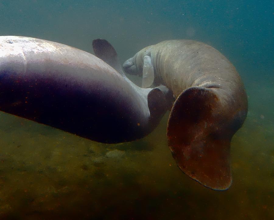 Manatee Play Photograph by Sheri McLeroy