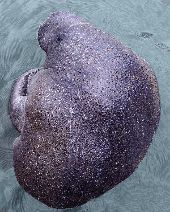 Manatee Seen From Dock- Up close  2 Photograph by Penny Lisowski