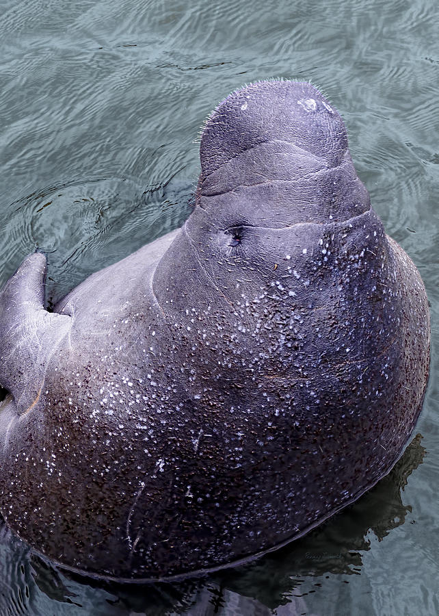 Manatee Seen From Dock- Up close and Personal Photograph by Penny Lisowski