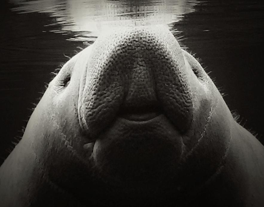 Manatee Smile BW Photograph by Sheri McLeroy