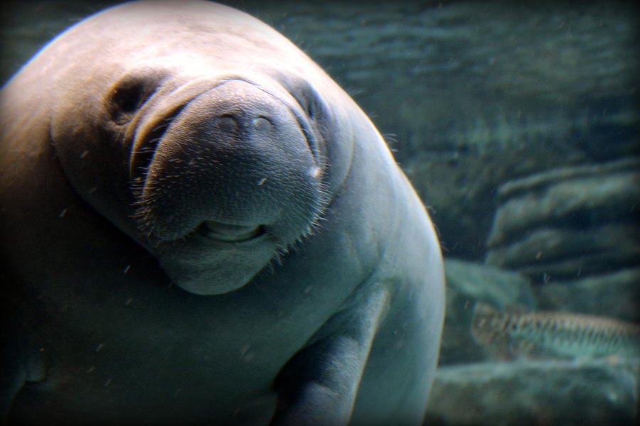 Manatee Smile Photograph by Kathy Barney