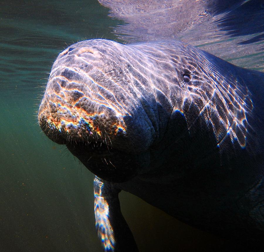 Manatee Smile Photograph by Sheri McLeroy