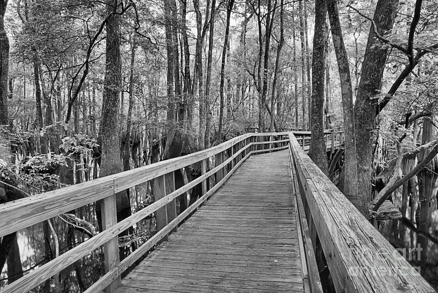 Manatee Springs Black And White Boardwalk Photograph by Adam Jewell