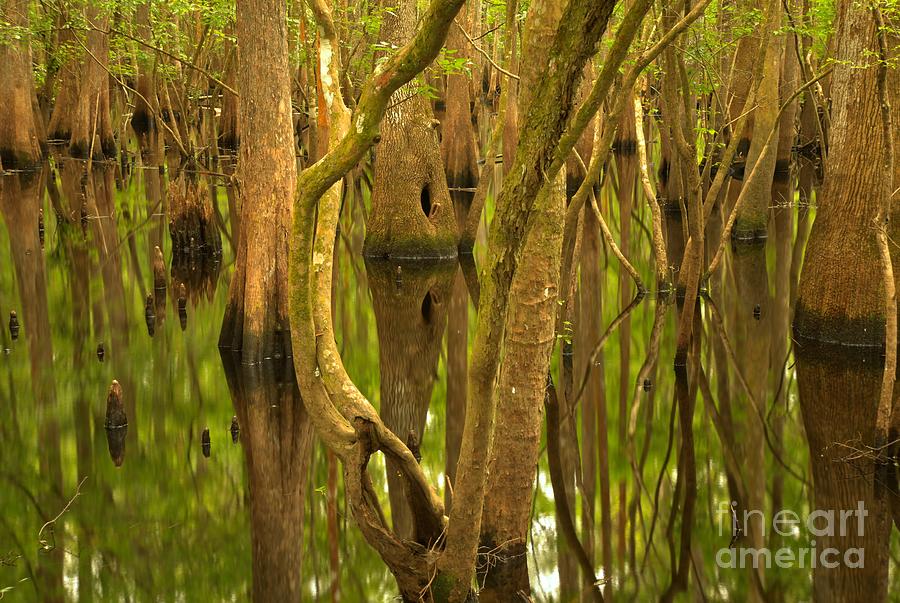 Spring Photograph - Manatee Springs Cypress Reflections by Adam Jewell
