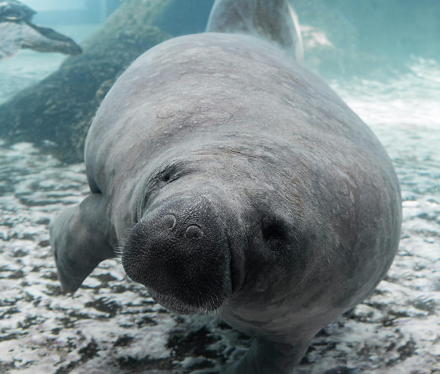 Manatee Photograph by Tracy Winter