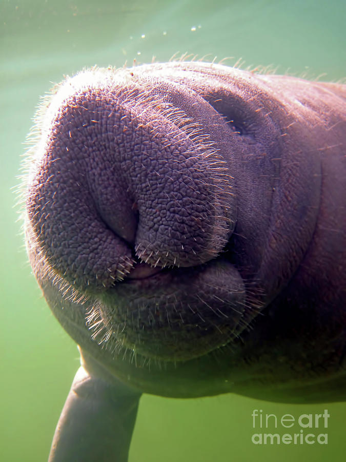 Manatee Whiskers Photograph by D Hackett