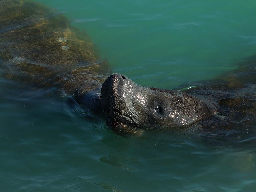 Manatee With Seaweed Snack Photograph by Lynda Dawson-Youngclaus