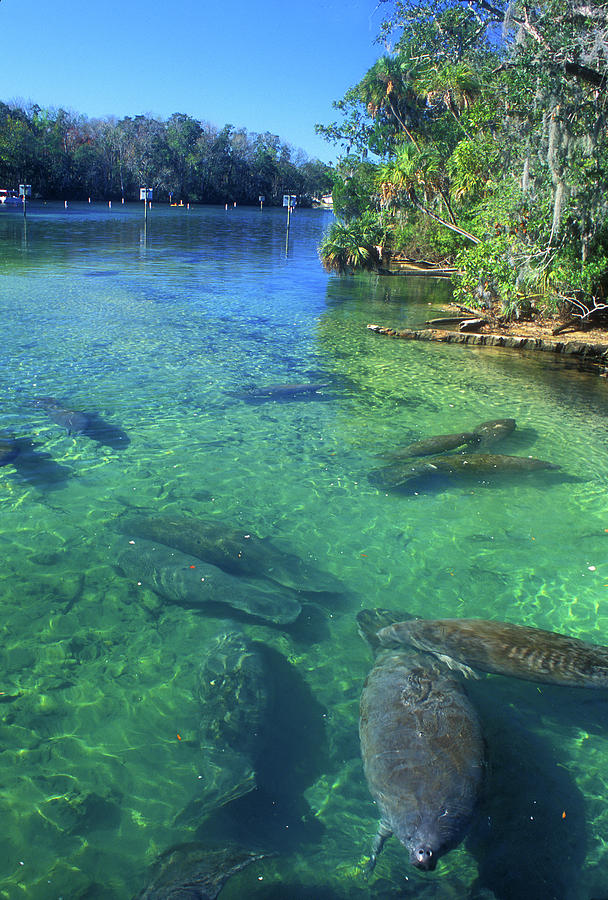 Manatees in Florida River Photograph by John Burk