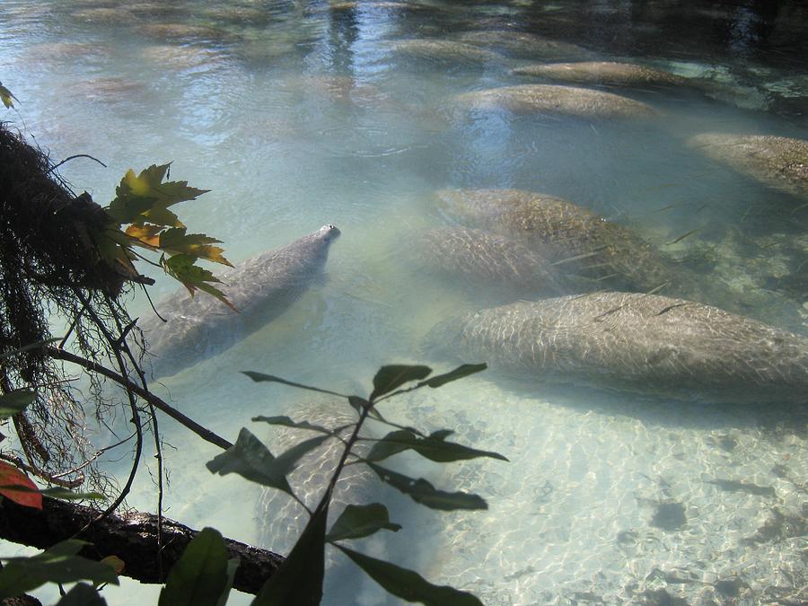 Three Sisters Springs Photograph - Manatees In Search For Warmth by Debra Payne