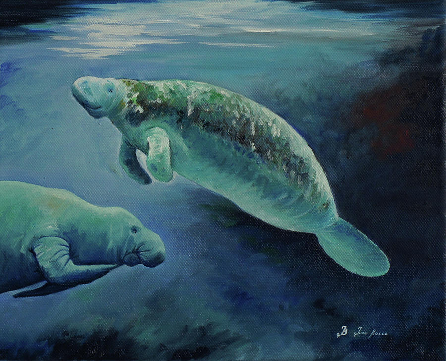 Manatee Painting - Manatees underwater by Juan Bosco