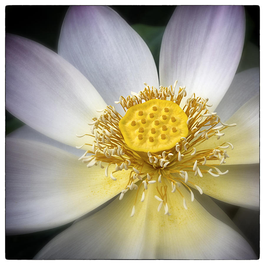 Flower Photograph - Manchurian Lotus by Robert Fawcett