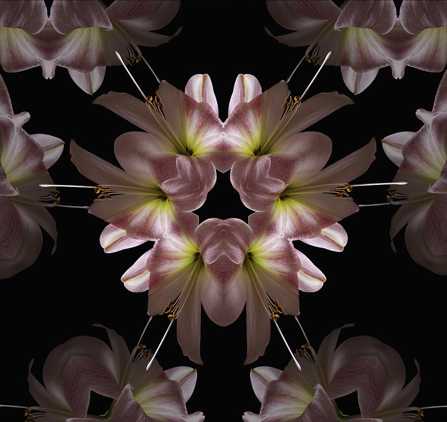 Mandala Amarylis Digital Art by Nancy Griswold