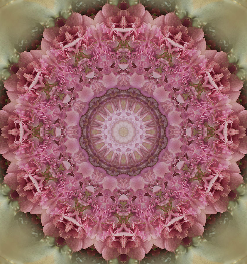 Mandala in pink colors Photograph by Jaroslaw Blaminsky