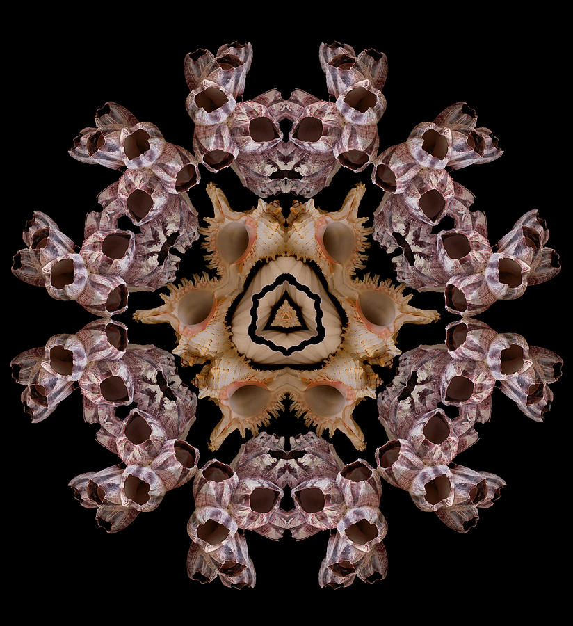 Mandala Murex and Barnacle Photograph by Nancy Griswold