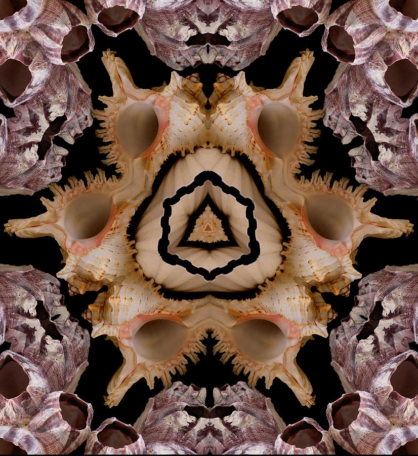 Mandala Murex and Barnacle Shell Photograph by Nancy Griswold