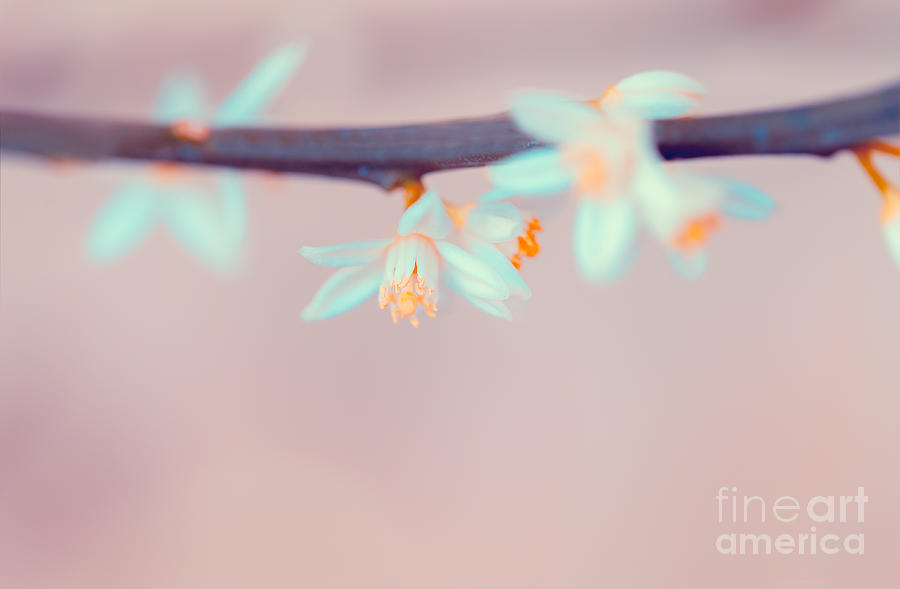 Mandarin blooming twig Photograph by Anna Om