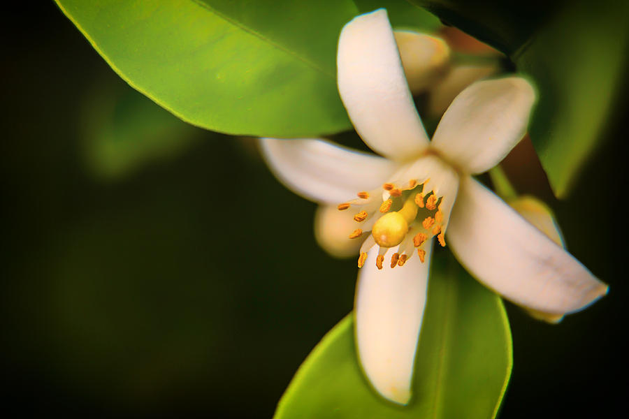 Mandarin Blossom Photograph by Micah Goff