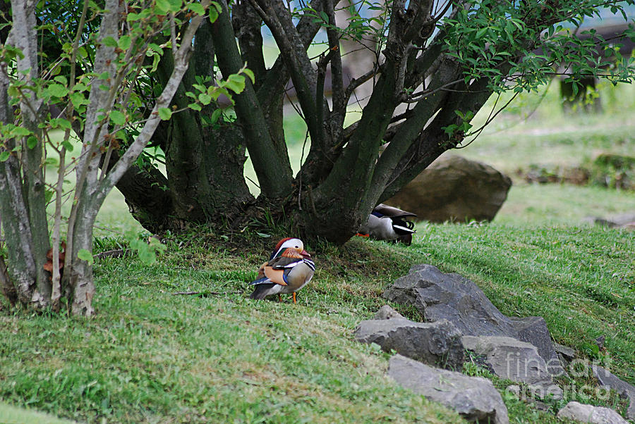 Mandarin Duck 20130508_355 Photograph by Tina Hopkins