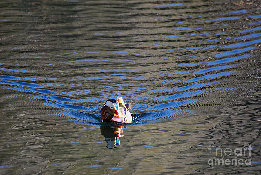 Mandarin Duck 20131218_278 Photograph by Tina Hopkins