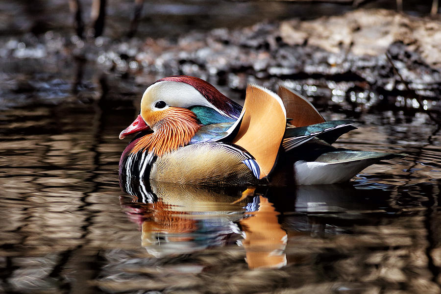 Duck Photograph - Mandarin Duck 3 by Grant Glendinning