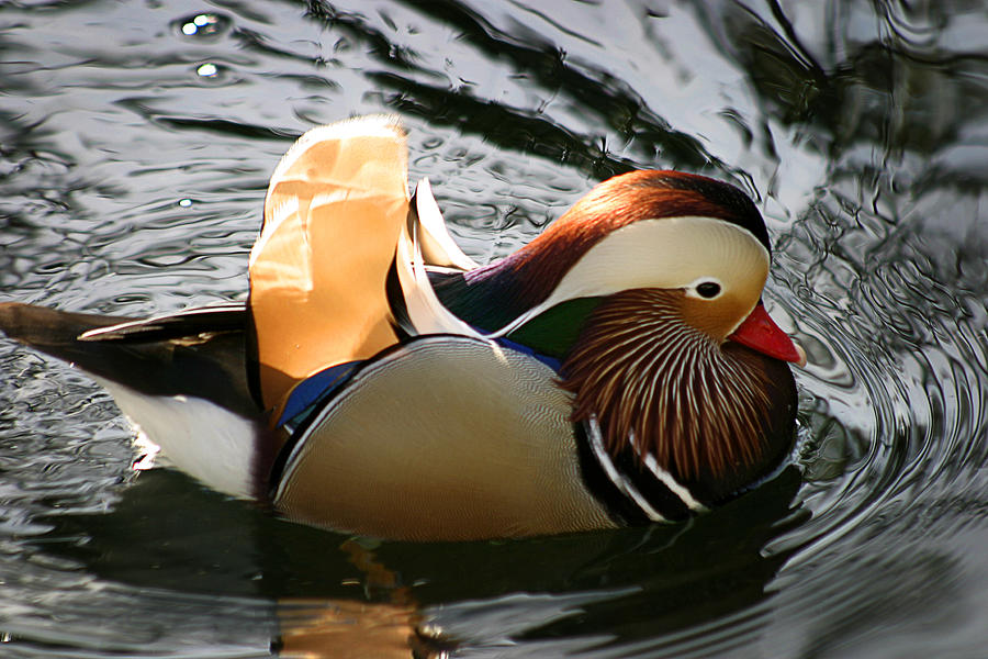 Mandarin Duck Photograph by Anthony Jones