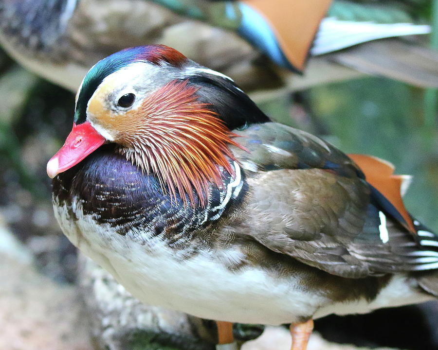 Mandarin Duck Photograph by Arvin Miner